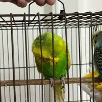 مرغ عشق انگلیسی گرید a