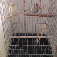 عروس هلندی