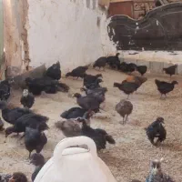جوجه بلک استار