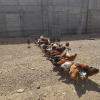 خروس محلی برای قربانی و نگهداری