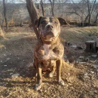 پیتبول|سگ|کرج, فاز ۲ مهرشهر|دیوار