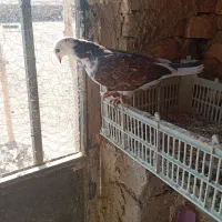 تعدادی کبوتر خوب و سرحال