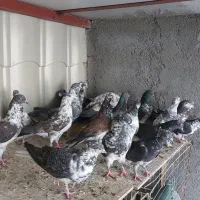 قاره های ناب