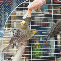 قناری نر شلاقی ماده آماده چمنی  لیزارد سرخ برفکی|پرنده|شهرضا, |دیوار