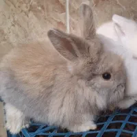 بچه خرگوش لوپ نسکافه‌ای