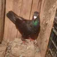 سلام خدمت عشق بازان عزیز کبوتر خوب مسافتی ساعتی