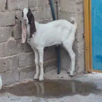 فروش بز وپازن