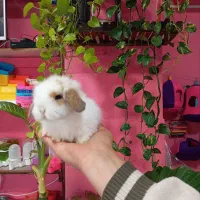 خرگوش لوپ لپ ناز و زیبا