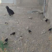 مرغ گلین و جوجه