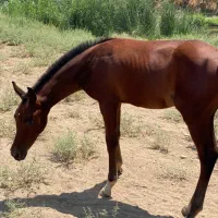 کره اسب عرب مصری