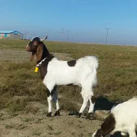 نر و مآده میباشند یک جفت|حیوانات مزرعه|گنبد کاووس, |دیوار