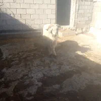 قوچ تخمی|حیوانات مزرعه|ایذه, |دیوار