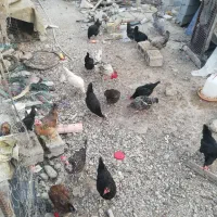 مرغ|حیوانات مزرعه|اهرم, |دیوار