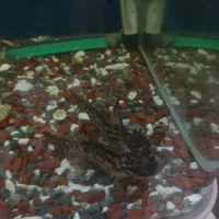 کت کلمبیایی(چوبی)