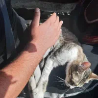 گربه DSH ماده|گربه|تهران, جیحون|دیوار