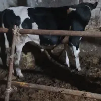 گوساله نرسیمینتال