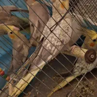 طوطی عروس هلندی جوجه|پرنده|رشت, نامجو|دیوار