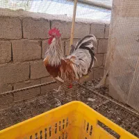 مرغ و خروس ورورک|حیوانات مزرعه|عسگران, |دیوار