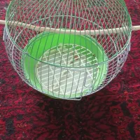 قفس فانتزی شیک و مجلسی