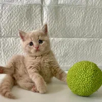 گربه بریتیش