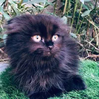 گربه اسکاتیش پرشین