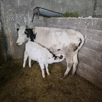 دوراس گاوگوساله