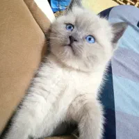 بچه گربه اسکاتیش اصل|گربه|میانه, |دیوار