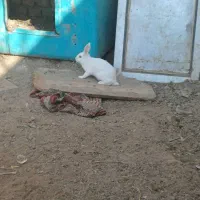 خرگوش|موش و خرگوش|زاهدان, |دیوار