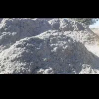 کاه نیشکر دامی ارزان و بصرفه