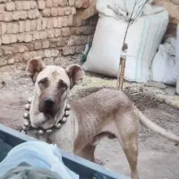 سگ سرابی|سگ|قنوات, |دیوار