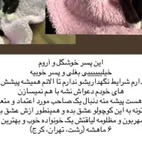واگذاری|گربه|رشت, رودبارتان|دیوار