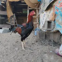 خروس لاری نژاد دار