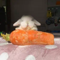 خرگوش فرانسوی عروسکی