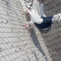 همه با هم|پرنده|دهدشت, |دیوار