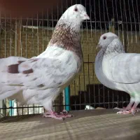 حیوون ساوه هستم عالی درجه یک ضمانتی هوایی....|پرنده|رباطکریم, رباطکریم|دیوار