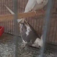 عروس هلندی بالغ|پرنده|زابل, |دیوار