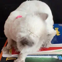 دخترم پشمک نژادش هیمالین|گربه|پردیس, فاز ۹|دیوار