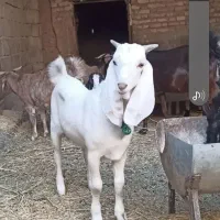 فروش نری پاکستانی دوسال