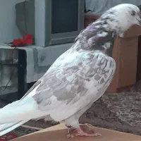 کبوتر باخت دادم