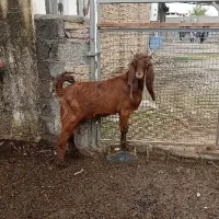 بزغاله نر پاکستانی اصل ،مخصوص تخمی|حیوانات مزرعه|آق قلا, |دیوار