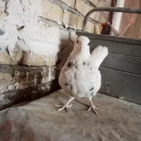 طوقی زرین سیاه