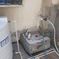 یک جفت کبوتر دمگیر خوش رنگ اصفهانی|پرنده|بندر کنگان, |دیوار