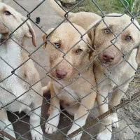 توله سگ سرابی