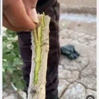 پیوند درخت