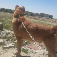 سگ سراب
