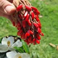بذر ارکیده درختی،ژینکو،شاه بلوط|گل و گیاه طبیعی|رشت, آب و برق|دیوار
