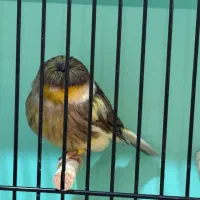 قناری کلاستر  فائو کبالت|پرنده|تهران, پامنار|دیوار