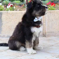 سگ خونگی|سگ|قم, انسجام|دیوار