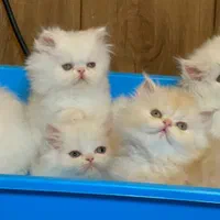 بچه گربه ی انیمیشنی|گربه|اهواز, زرگان|دیوار