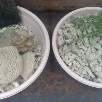 فسیل ومرجان ها
